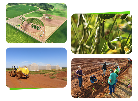 mosaico cidade do Agro
